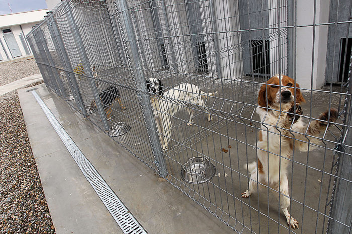 La nueva ordenanza de animales recoge medidas para avanzar hacia el sacrificio cero