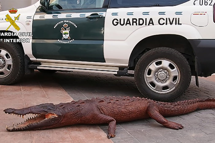 Diez denuncias en La Rioja en una operación internacional contra el tráfico ilícito de animales