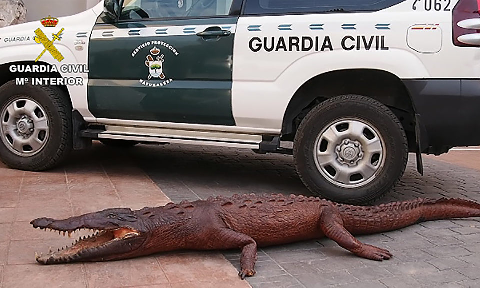Entre las piezas requisadas en la operación había cocodrilos disecados. /GUARDIA CIVIL