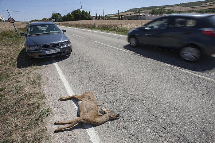 En el 30 por ciento de los 1.272 accidentes en carreteras en 2016 estuvo implicado un animal