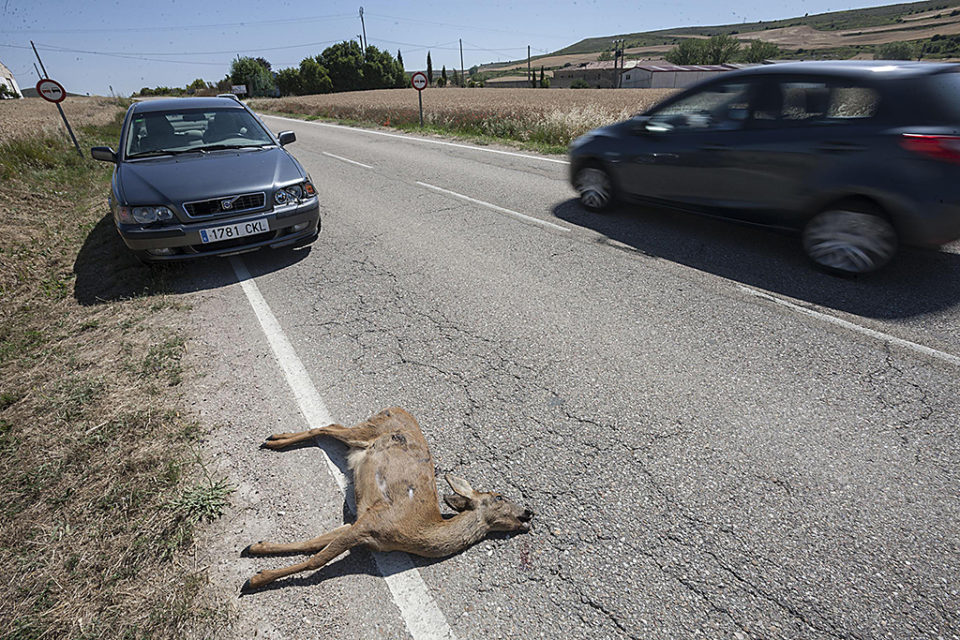 Un corzo muerto sobre la calzada, tras ser atropellado por un coche. / ALBERTO RODRIGO