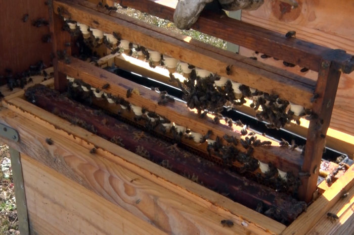 La primavera, el sueño altera