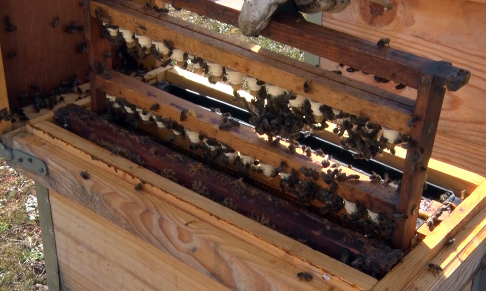 Abejas producen jalea real. / NR