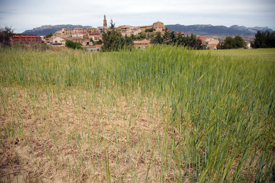 Esta finca de cereal ya mostraba las consecuencias de la falta de agua a principios de mayo. / Clara Larrea