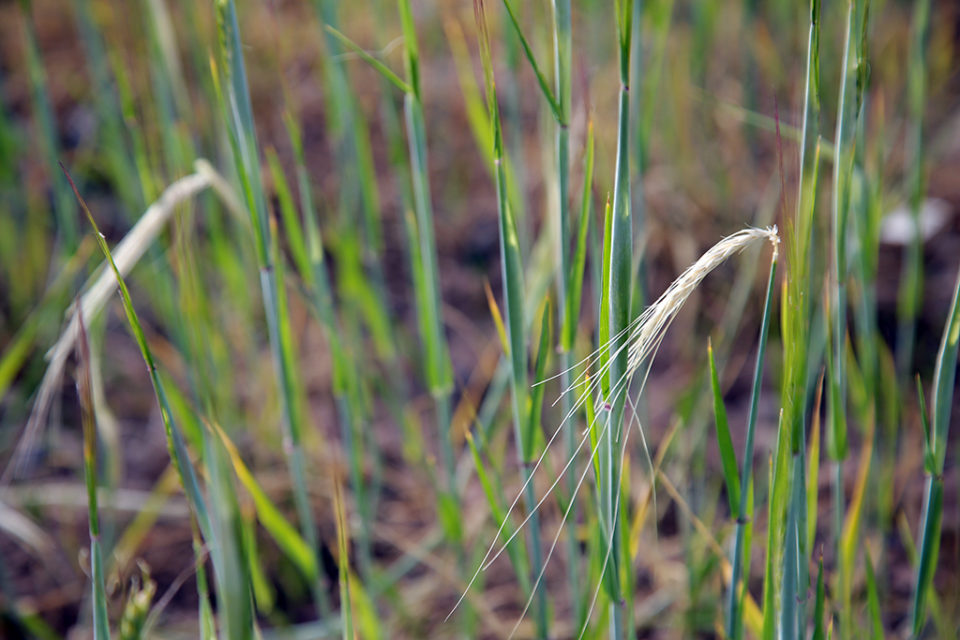 Algunas fincas de cereal son ya irrecuperables por la falta de agua. / Clara Larrea