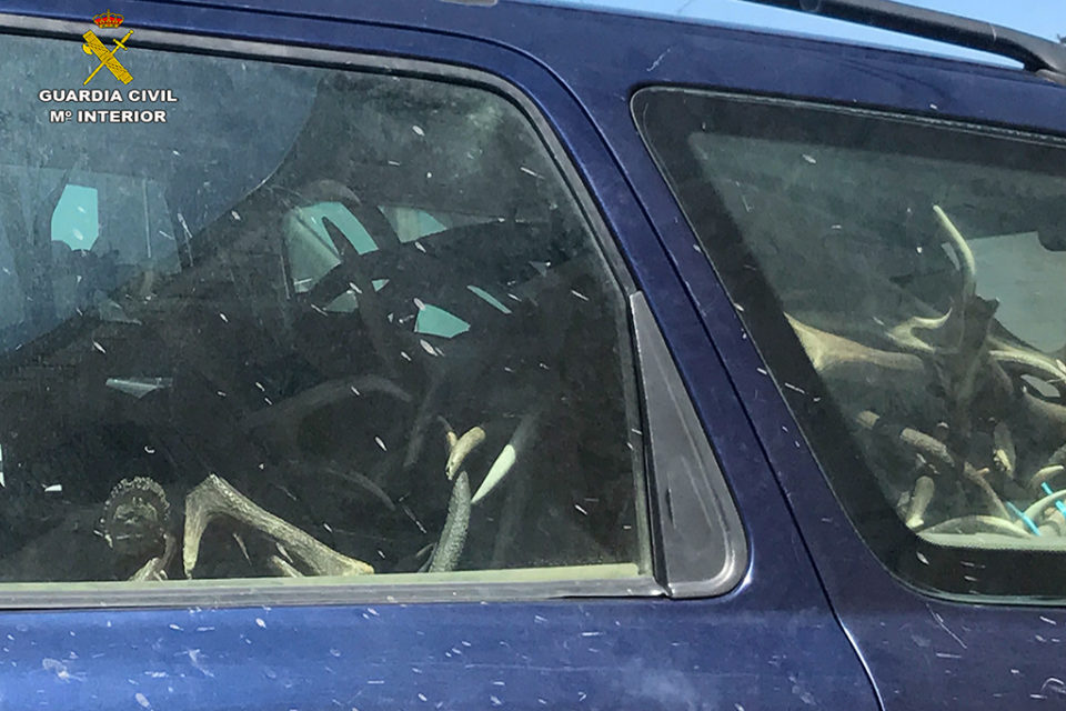 Vehículo cargado de las cornamentas intervenidas. / Guardia Civil