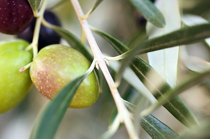 Bodega Matarromera participa en una investigación para obtener nutracéuticos a partir de extractos de aceituna que frenen el envejecimiento