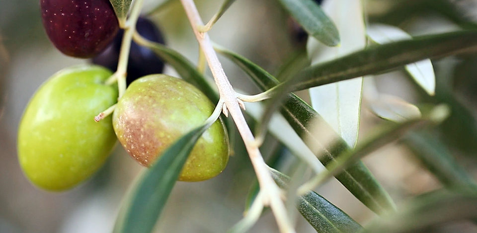 Aceitunas en el olivo, antes de ser recolectadas. /NR