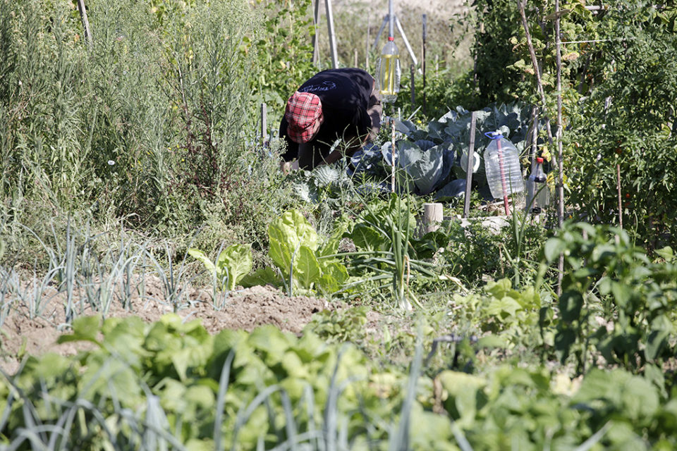 Un hortelano trabaja en su huerto. / Ingrid