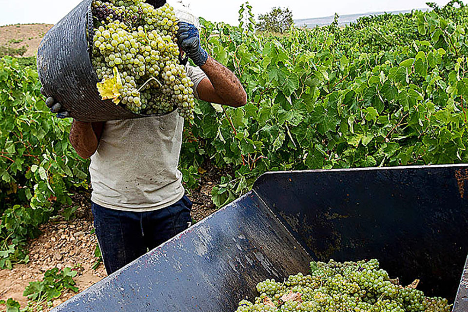 Un trabajor deposita la uva blanca recogida en Aldeanueva de Ebro, en una imagen de archivo. / Efe