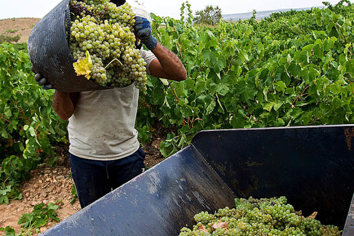 La vendimia se generaliza en Rioja Baja y comienza en Rioja Alta y Alavesa