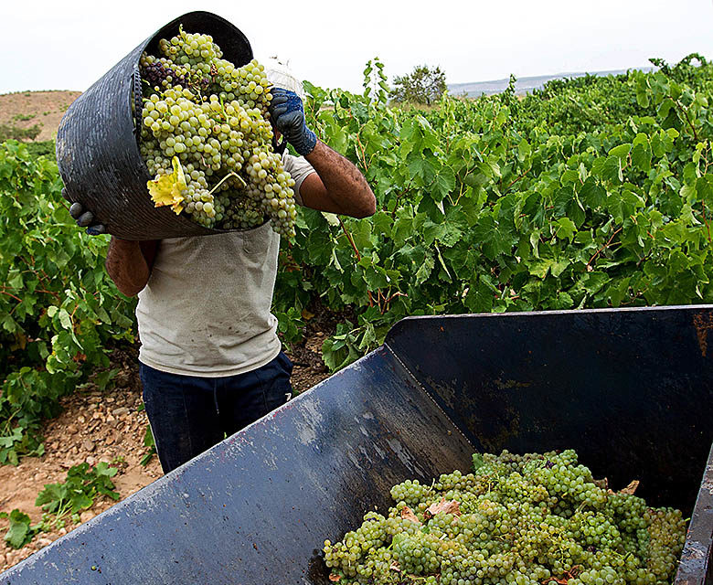 Un trabajador recoge uva blanca en una viña de Aldeanueva de Ebro durante. / Efe