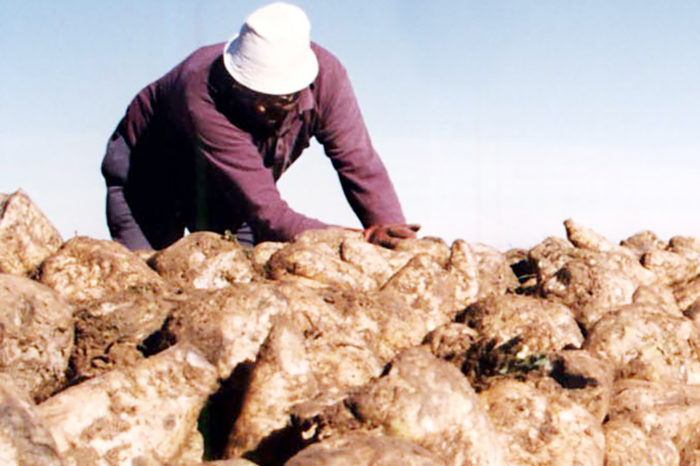 Arag-Asaja pide que no se restrinja el riego y pueda salvarse la remolacha