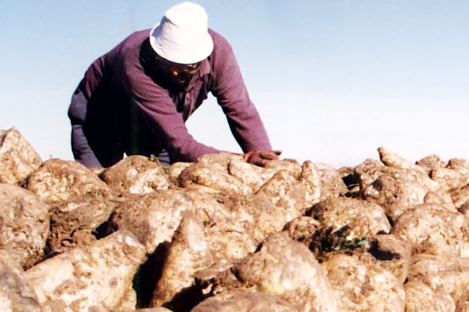 La sequía está haciendo estragos en todos los cultivos del campo riojano. / NR