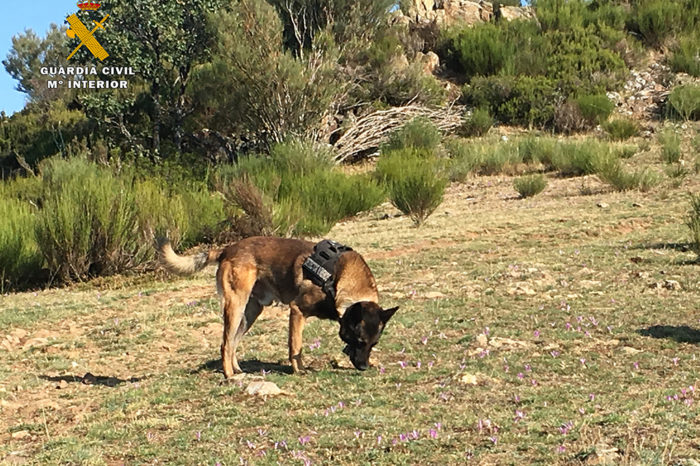La lucha de Tiétar contra los cebos envenenados