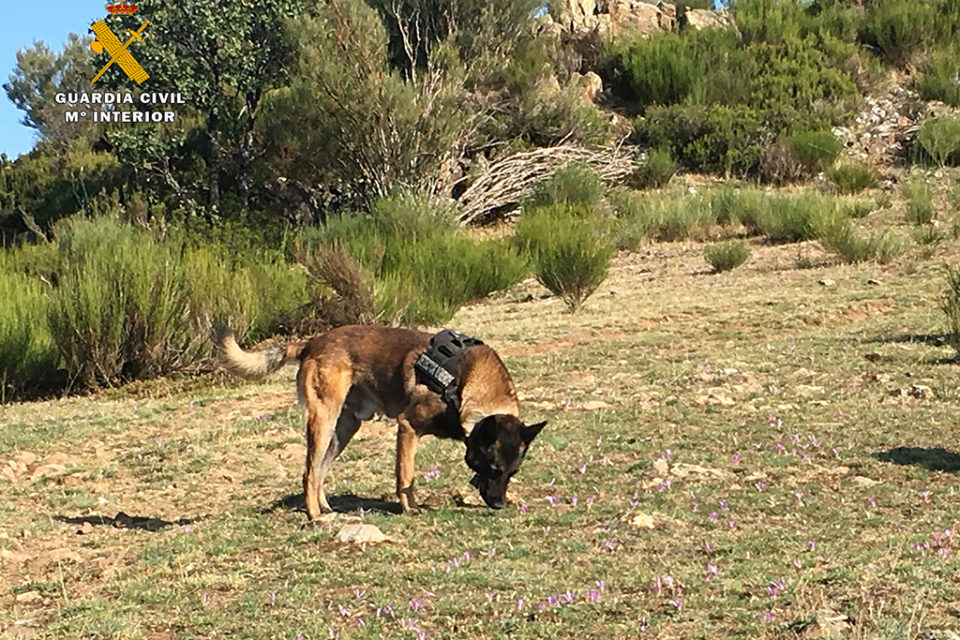 Tiétar rastrea el monte en busca de cebos envenenados. / Guardia Civil