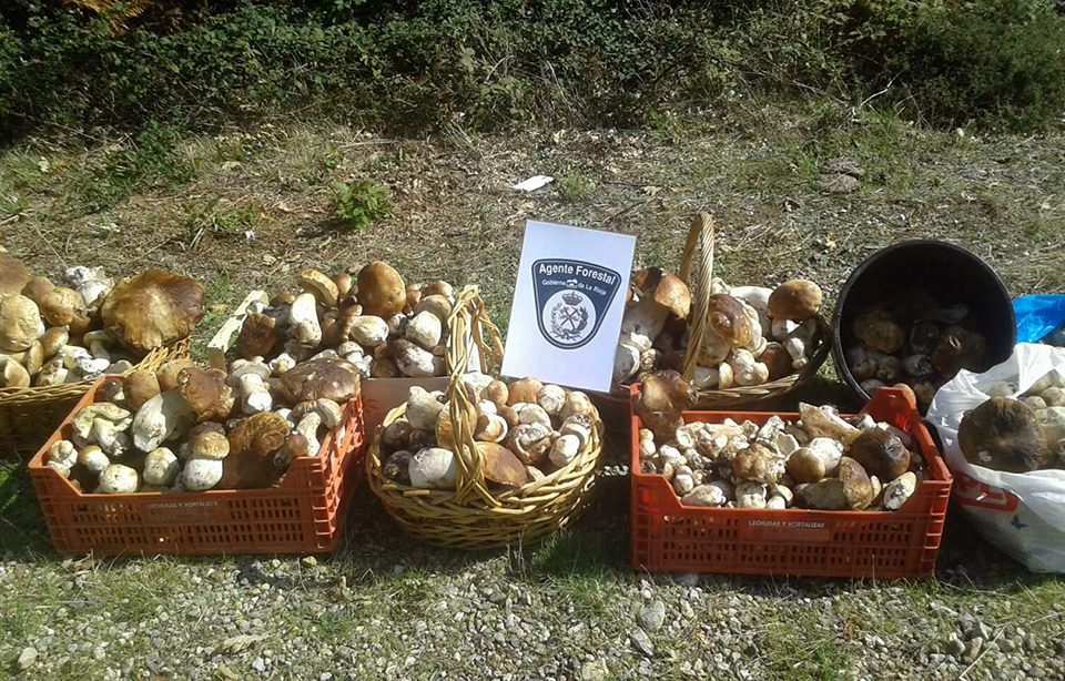 Setas interceptadas durante uno de los controles de vigilancia realizados en los montes riojanos. / NR