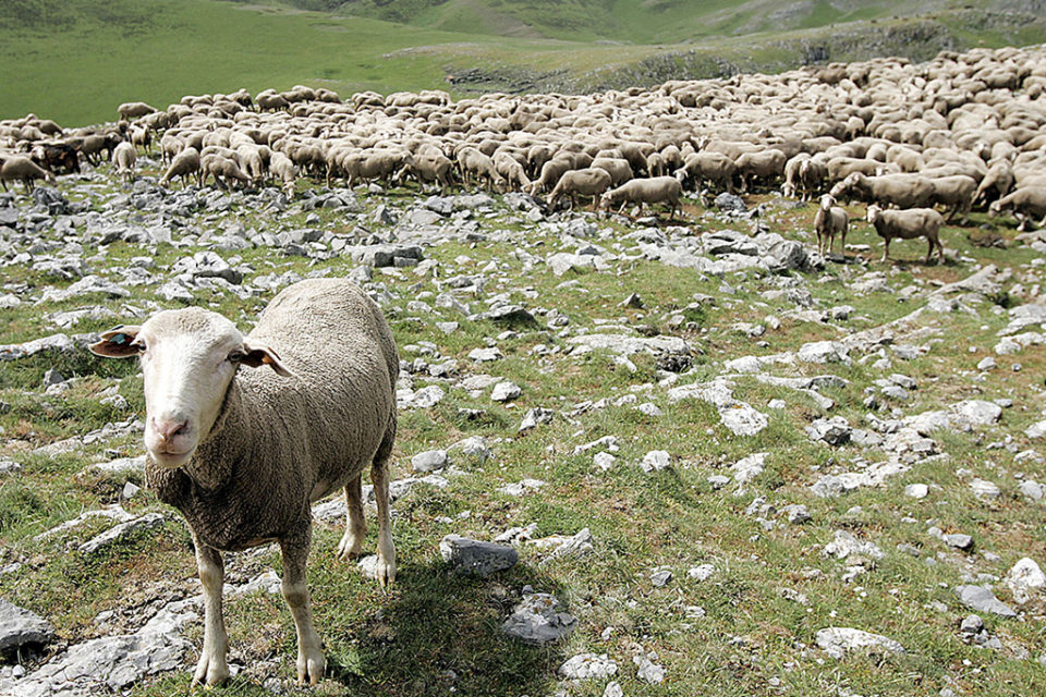Rebaño de ovejas en pastos riojanos. / Ingrid
