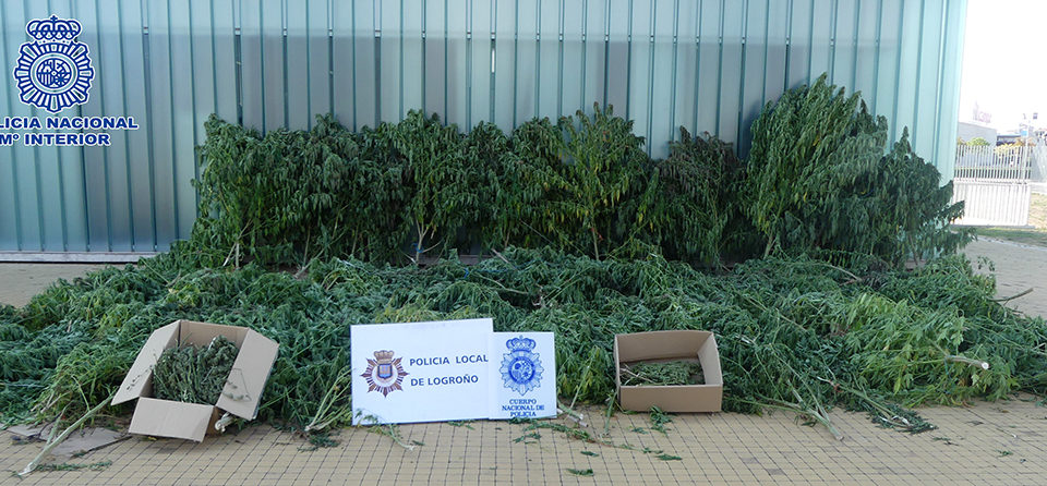Plantación de marihuana intervenida en la operación policial. / Policía Nacional