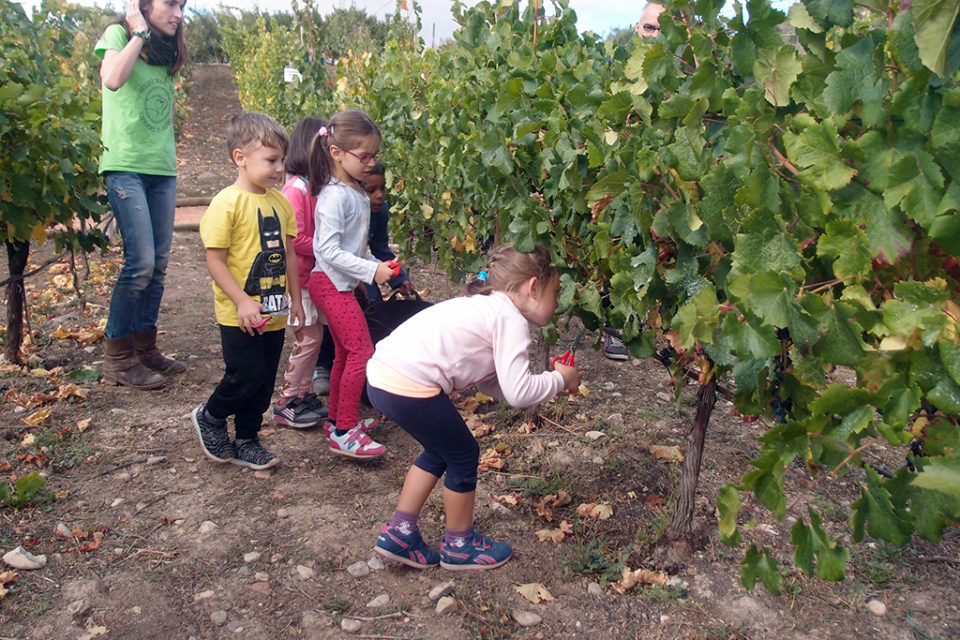 Diversos escolares participan en un programa de iniciación a la vendimia dentro del programa municipal de Educación Ambiental. / NR
