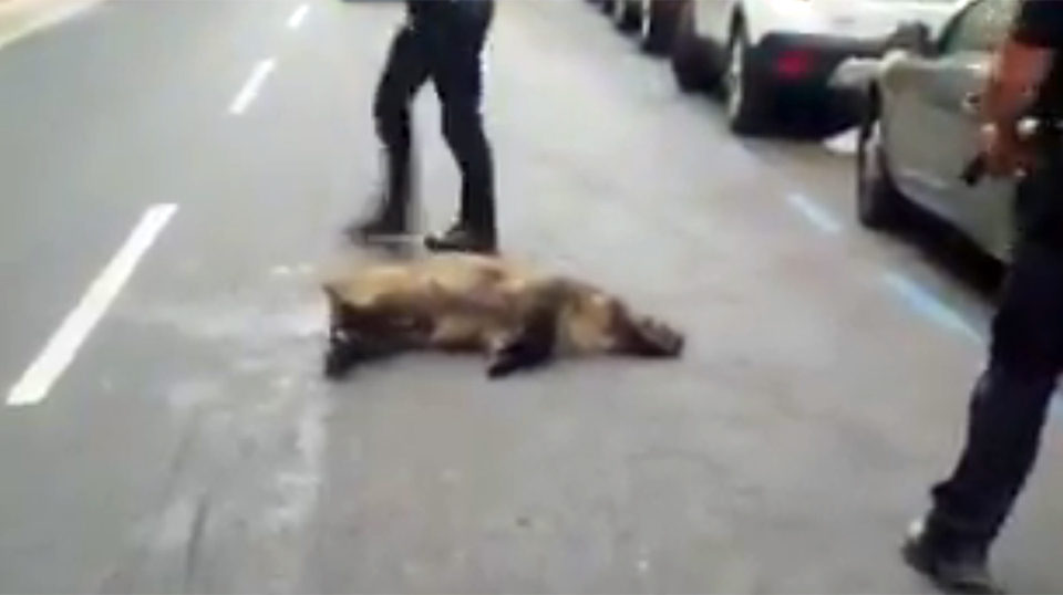 Jabalí abatido por la Policía Local en Avenida de Portugal. / Twitter