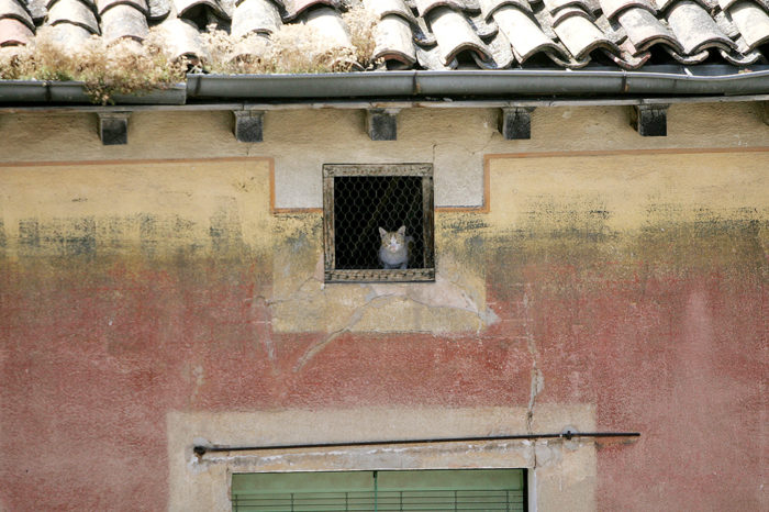 Una asociación realizará sin coste un censo de colonias de gatos