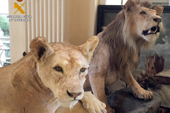 La Guardia Civil interviene dos leones naturalizados a la venta en internet