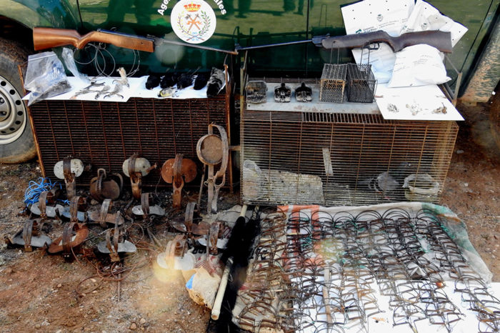 Incautados más de 150 cepos ilegales y varios cadáveres de animales en Alfaro