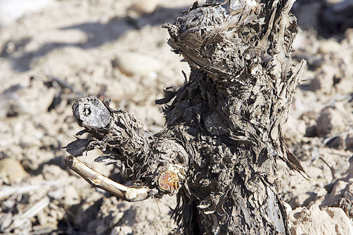 Arag-Asaja pide medidas contra los daños de la fauna silvestre en cultivos