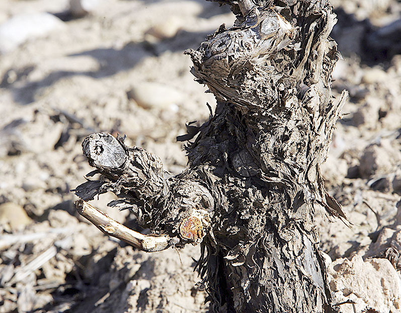Los animales salvajes lo destrozan todo y no respetan ningún cultivo. /O.S.