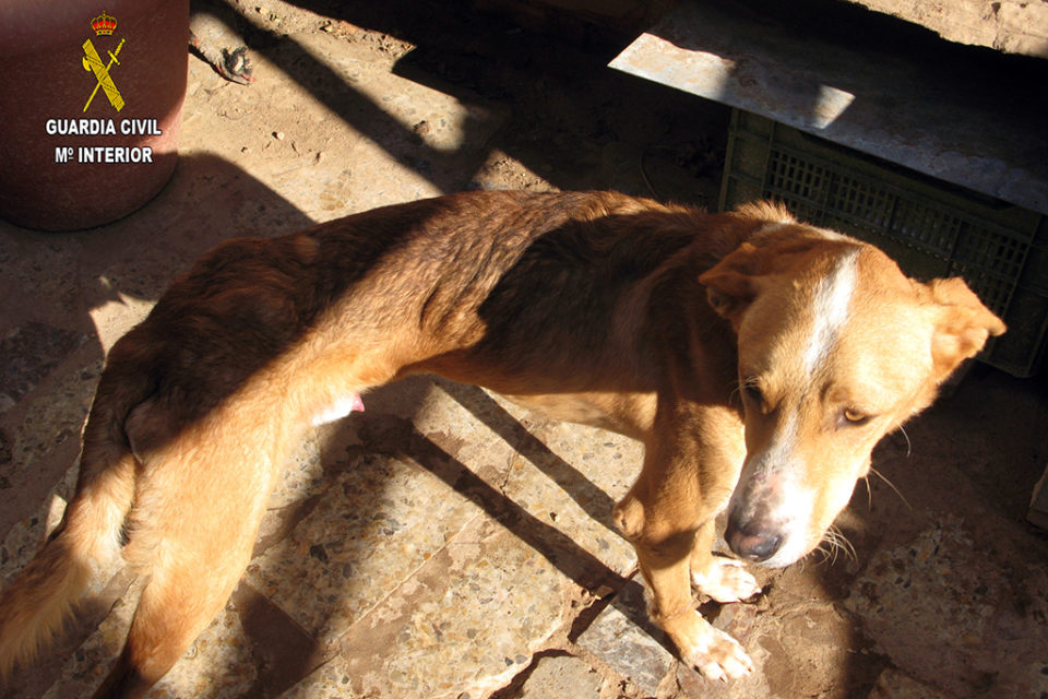 Uno de los perros, muy desnutrido. / Guardia Civil