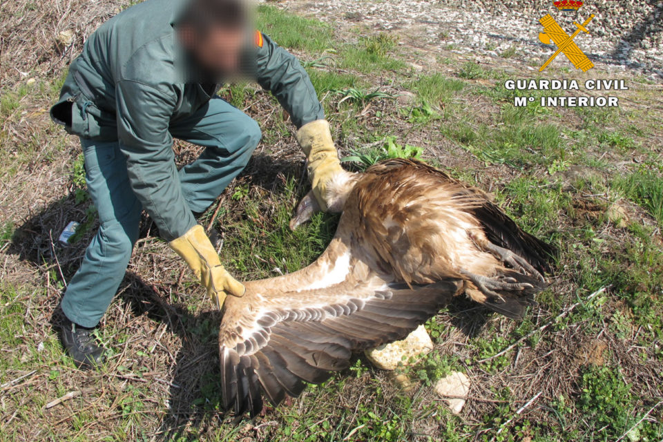 Un agente del Seprona atiende al animal en el lugar del accidente. / Guardia Civil