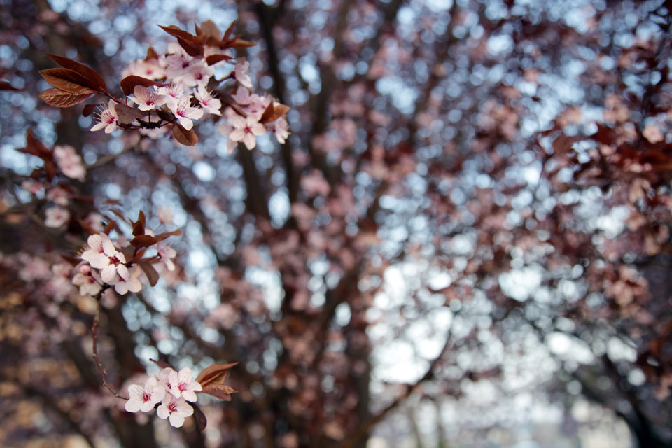 Árbol en flor. / Clara Larrea