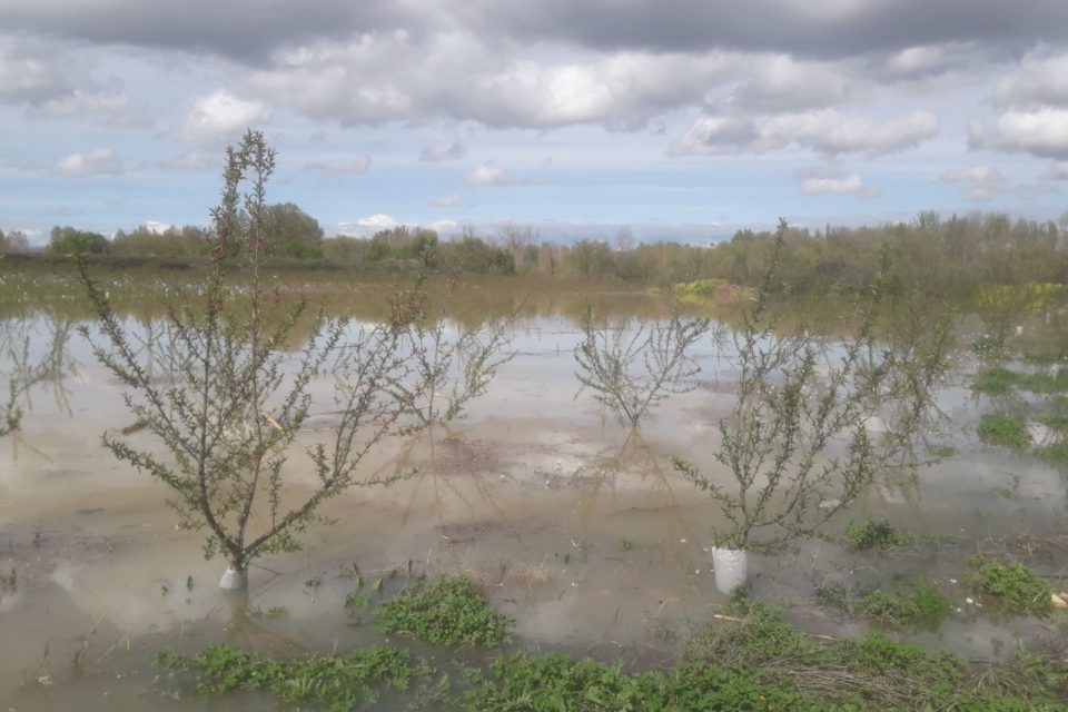 Imagen de una finca de frutales en Alfaro, totalmente anegada por la última crecida del Ebro. / NR
