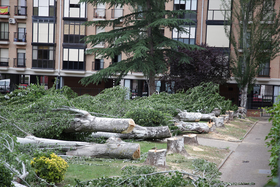Árboles talados en la plaza México. / Clara Larrea