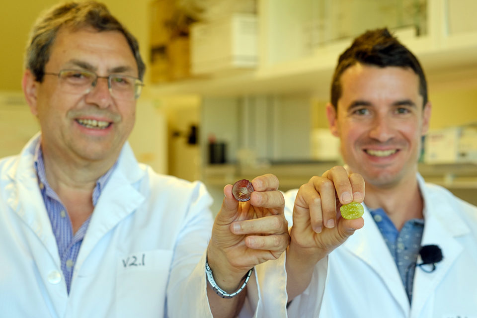 Investigadores del ICVV han descubierto la mutación de la uva sin semillas. / NR