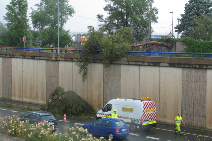 El vendaval derriba un pino de gran tamaño y corta un tramo de la calle Lope de Vega de Logroño