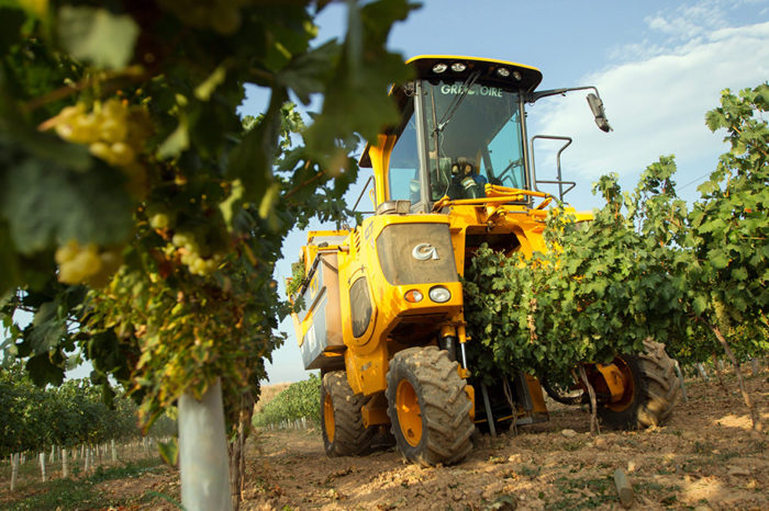 Comienza la vendimia en Rioja con viñedo sano y expectativas de calidad