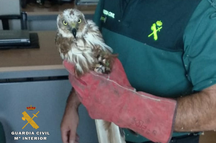 Rescatado un Aguilucho Lagunero en Autol herido e impedido para el vuelo