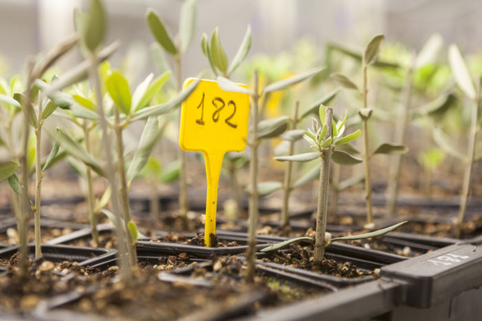 La Rioja inicia una campaña para ampliar el banco de variedades autóctonas de olivo de La Rioja