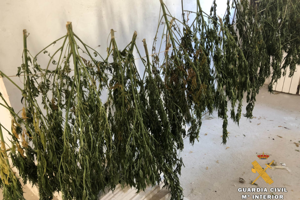 Plantas entregadas por el familiar a la Guardia Civil. / Guardia Civil