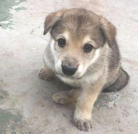 Muere un cachorro por ingerir una salchicha envenenada en el parque de la Cometa