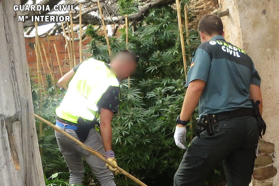Los agentes intervienen la marihuana hallada en el interior de un corral abandonado. / Guardia Civil
