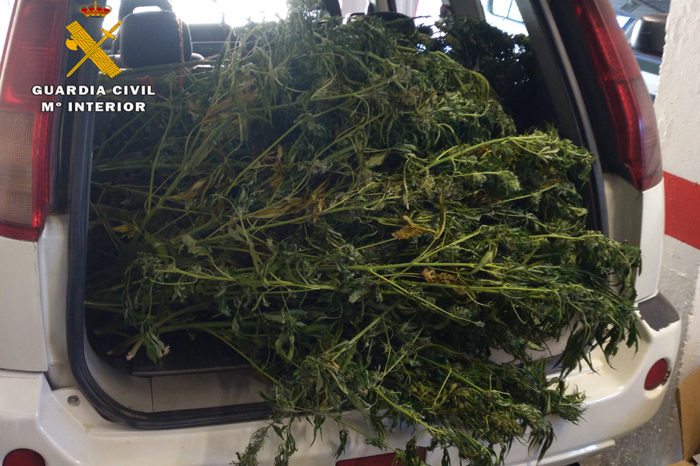 Detenido por tener un secadero de marihuana en una vivienda de Anguiano