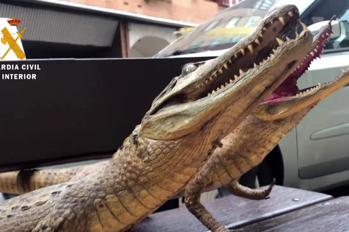 Incautados cinco animales disecados en un almacén de Logroño