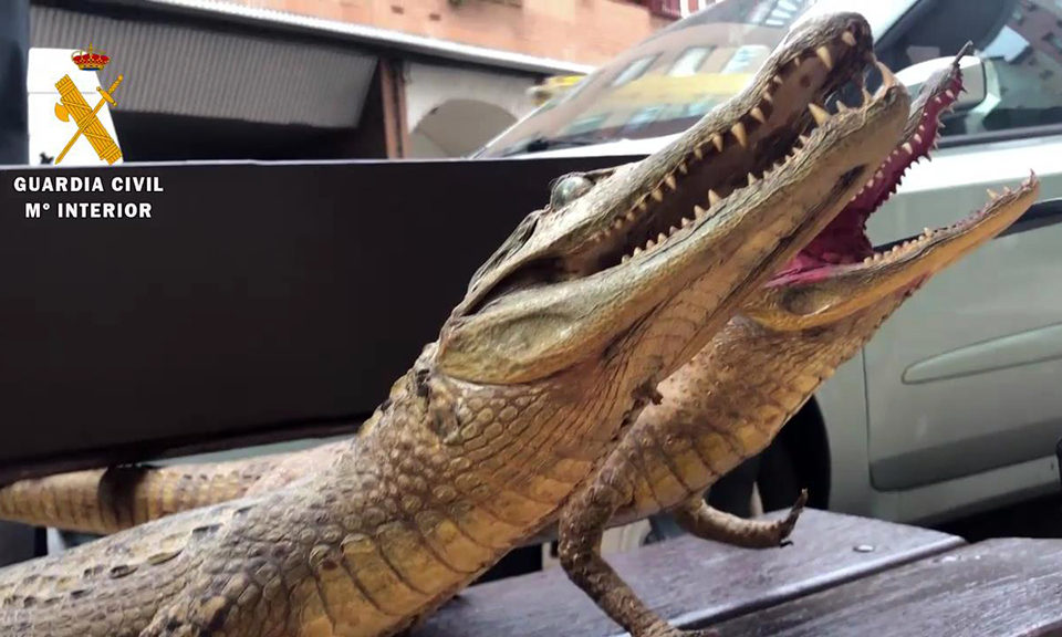 Cocodrilos intervenidos por la Guardia Civil. / Guardia Civil