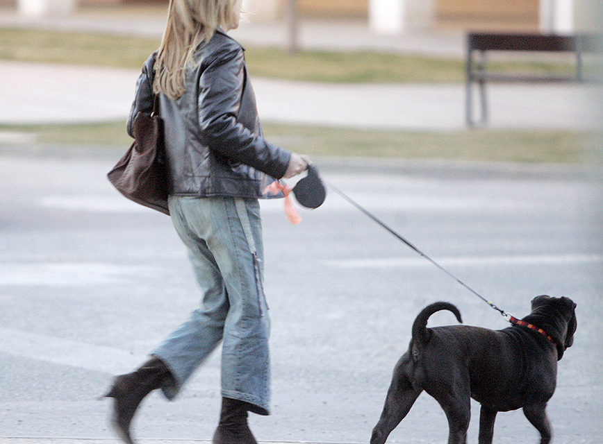 Una mujer pasea a su perro en una calle de Logroño. / NR