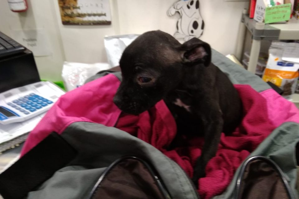 Imagen del cachorro abandonado. / Apa Rioja