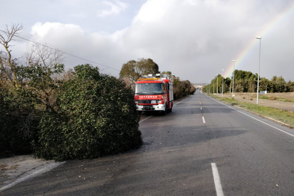 Los bomberos de Logroño intervienen en la retirada de un árbol de la carretera. / @bajominimosbomb