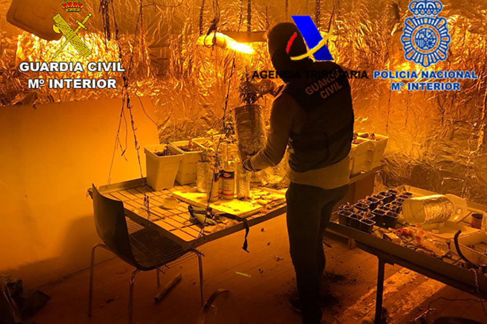 Plantación de marihuana desmantelada por la Guardia Civil en uno de los registros. / Guardia Civil